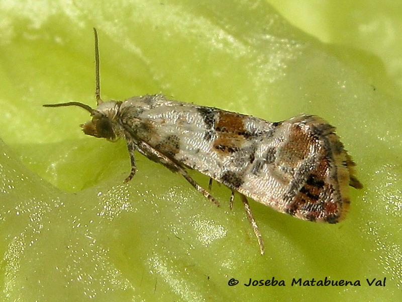 Cochylis hybridella - Tortricidae